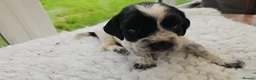 Cocker Spaniel dogs for sale: Beautiful Blue roan cocker spaniels for sale - Advert 8