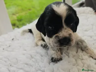 Cocker Spaniel dogs Beautiful Blue roan cocker spaniels for sale - Advert 2