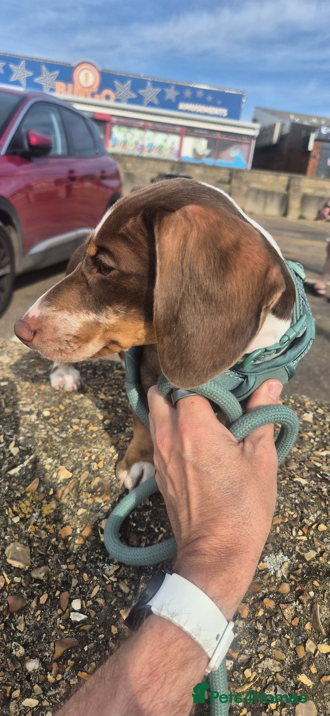 Miniature Dachshund dogs for sale: Milo the miniature dachshund  - Image 2