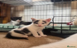 British Shorthair cats for sale: 1 male / 2 female kittens.  - Image 5