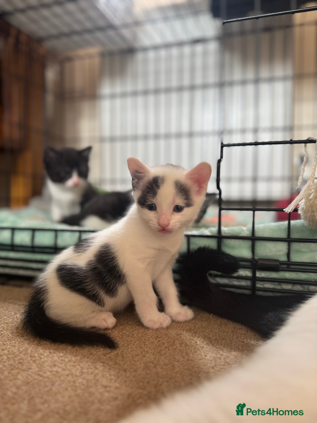 British Shorthair cats for sale: 1 male / 2 female kittens.  - Image 5
