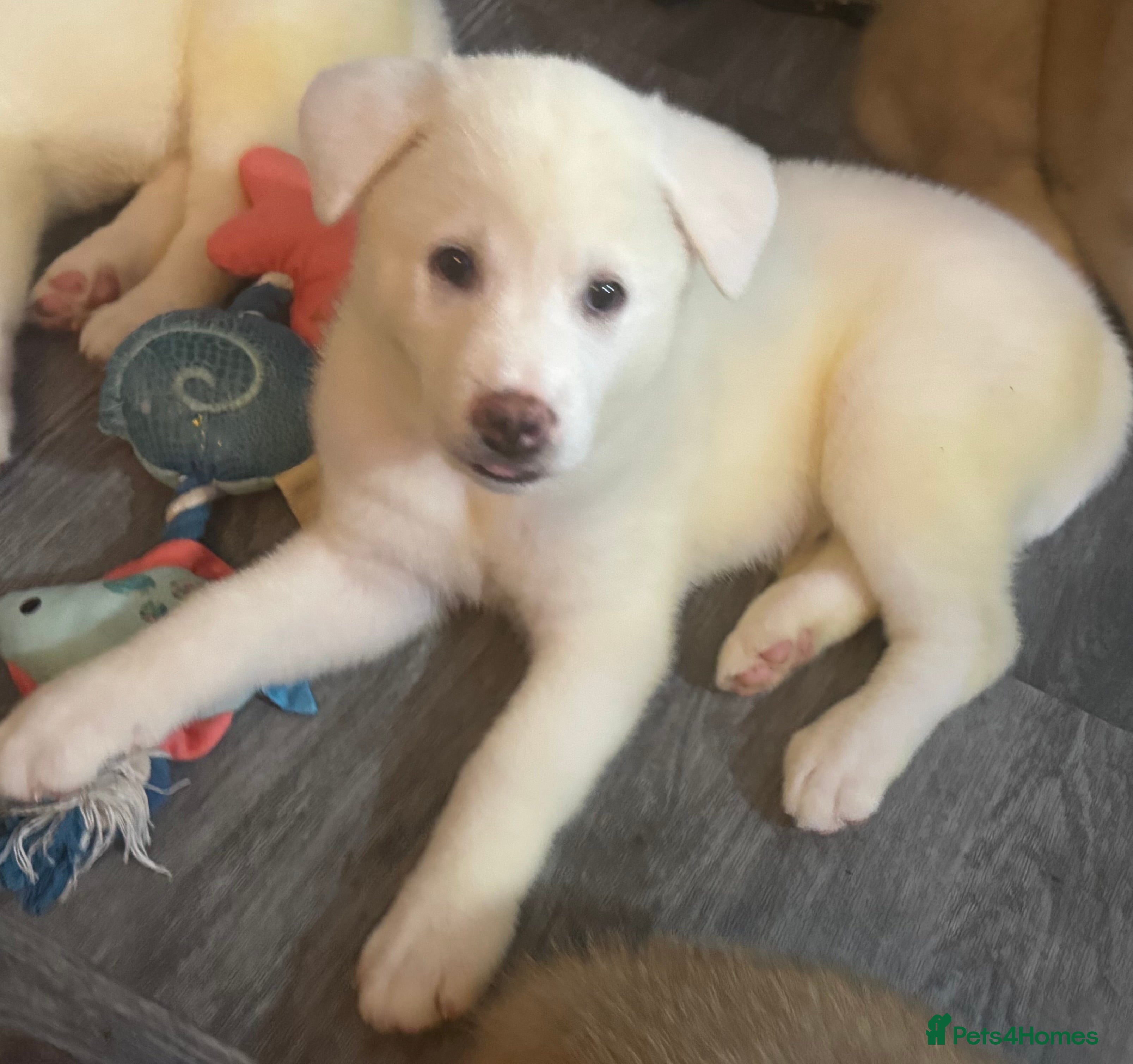 Japanese Akita Inu dogs Japanese Akita Puppies READY NOW - Advert 1