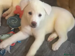 Japanese Akita Inu dogs Japanese Akita Puppies READY NOW - Advert 1