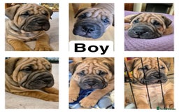 Shar Pei dogs for sale: Shar pei pups READY NOW - Image 2