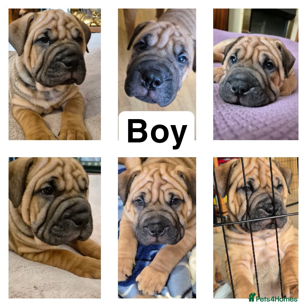 Shar Pei dogs for sale: Shar pei pups READY NOW - Image 2