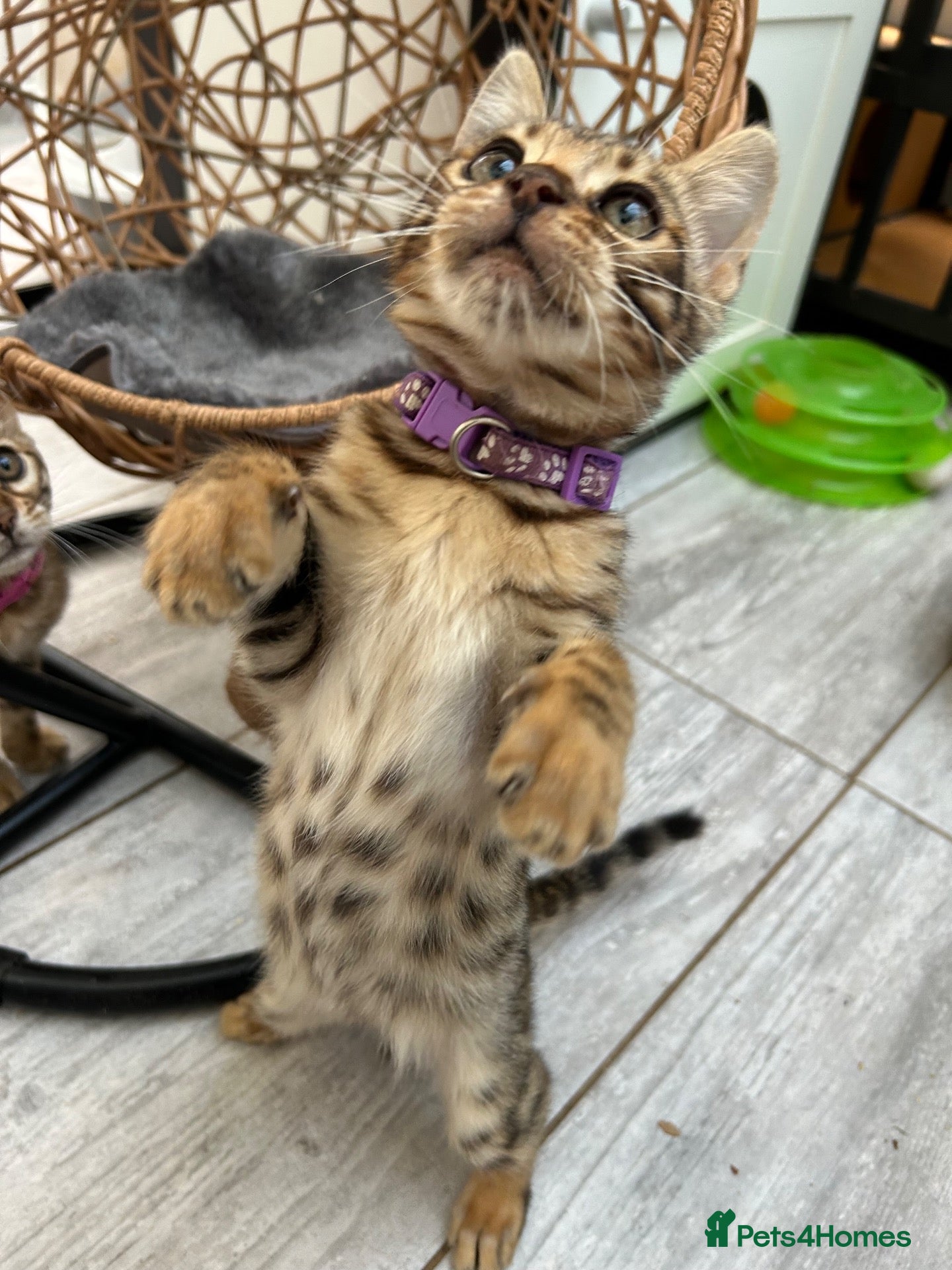 Bengal cats Pure Bengal Kittens ❤️ready for their new home 🏡  - Advert 2