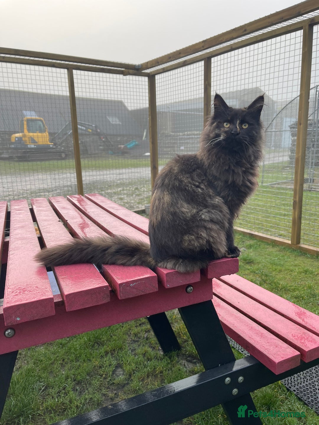 Maine Coon cats for sale: Top pedigree MaineCoon sisters  - Advert 6