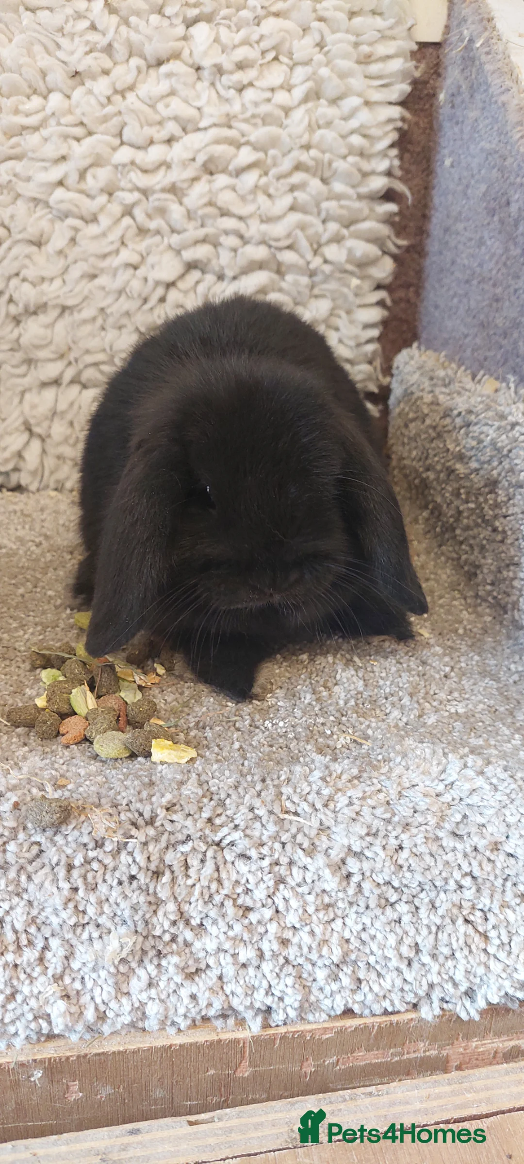 Mini Lop rabbits for sale: Extremely freindly 9week old Minilop Black Doe  - Advert 5