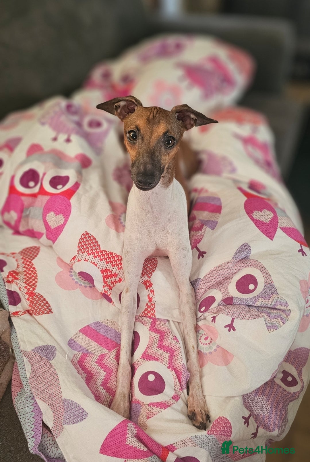 Italian Greyhound dogs for sale: Male Italian greyhound puppies  - Image 5