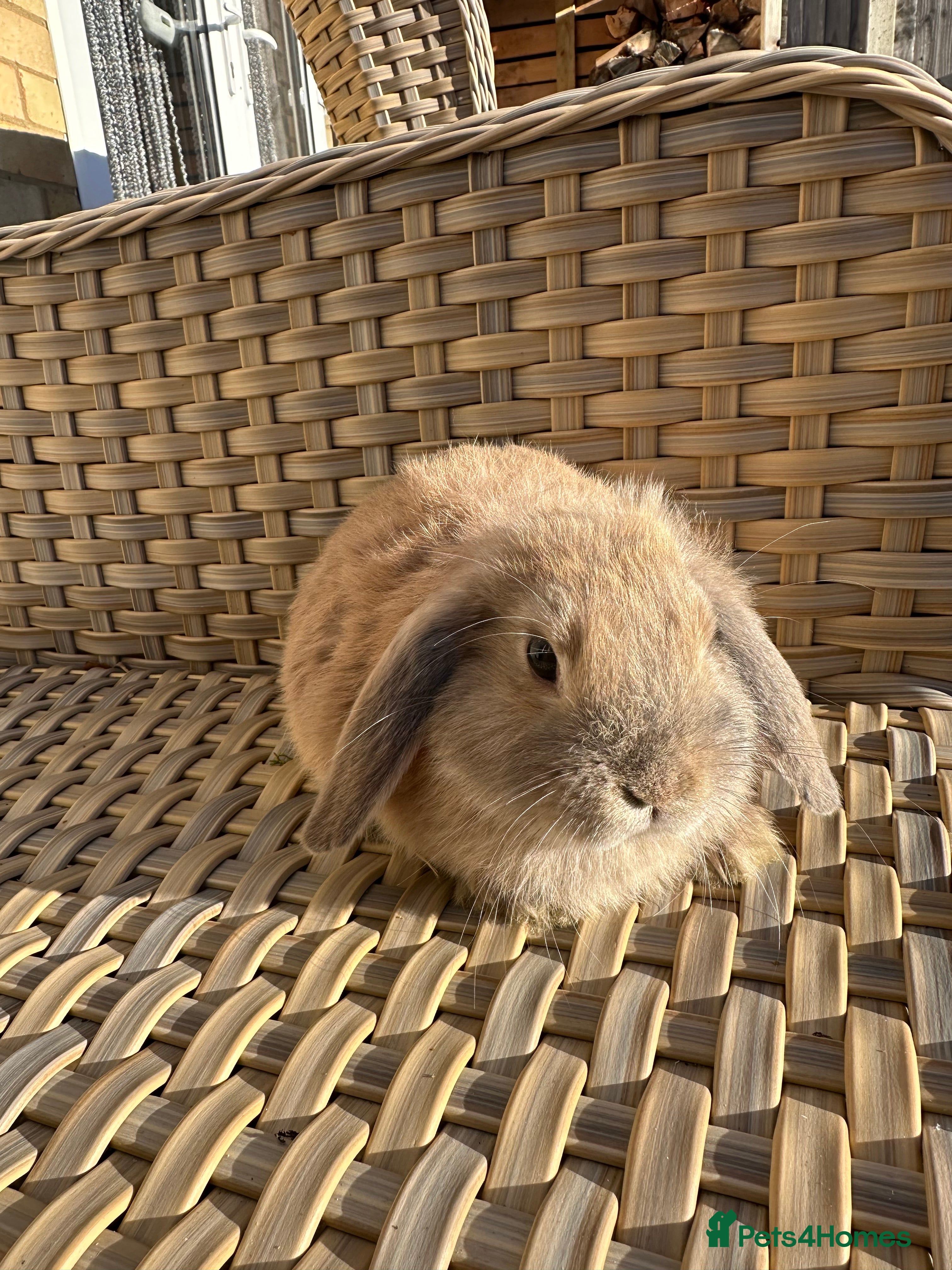 Mini Lop rabbits Lovely pair of mini lops. - Advert 11
