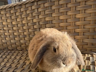 Mini Lop rabbits Lovely pair of mini lops. - Advert 11