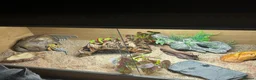 Gecko reptiles for sale: Leopard gecko and set up  - Advert 8