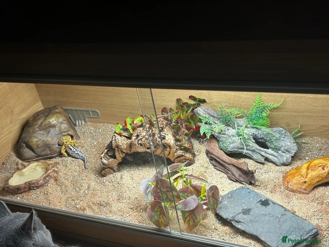 Gecko reptiles for sale: Leopard gecko and set up  - Advert 8