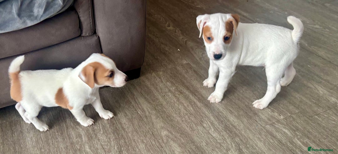 Jack Russell dogs for sale: Jack Russell terrier  - Image 9