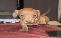 Miniature Dachshund dogs for sale: Pra hereditary clear min smooth dachshund  - Advert 9