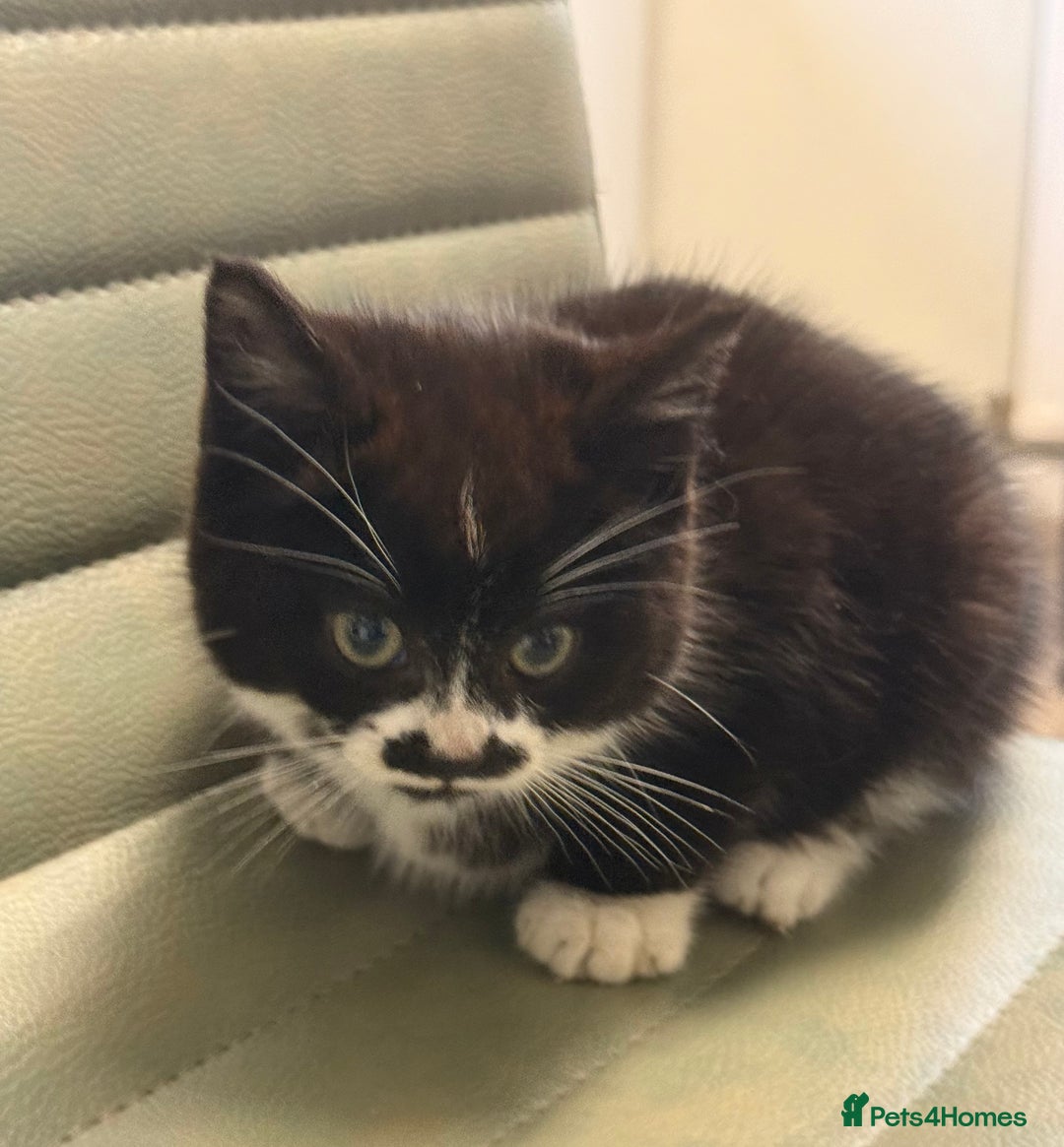 Mixed Breed cats for sale: One little girl ready to leave now - Advert 5