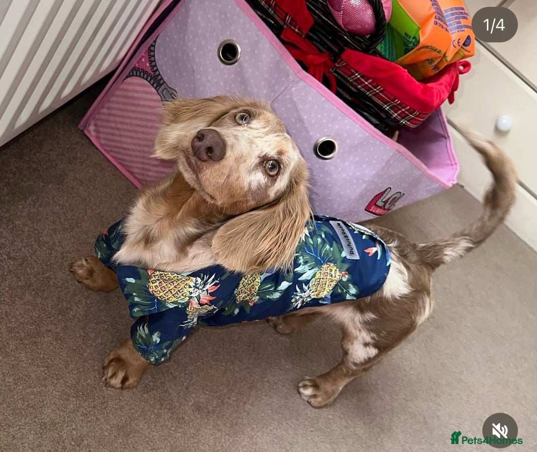 Miniature Dachshund dogs for sale: Isabella & tan long haired dapple - Image 13