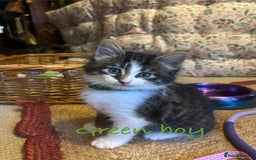 British Longhair cats for sale: Stunning friendly kittens - Image 14