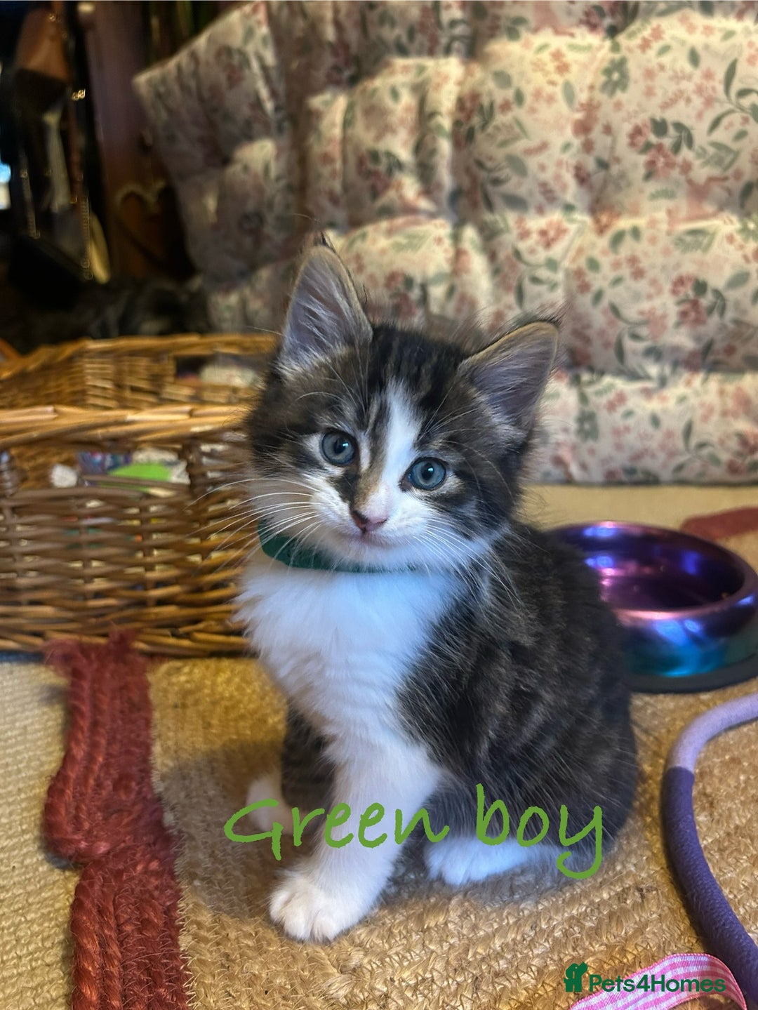 British Longhair cats for sale: Stunning friendly kittens - Image 14