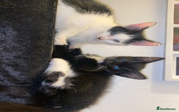 American Shorthair cats for sale: Kittens ready to leave  - Image 4