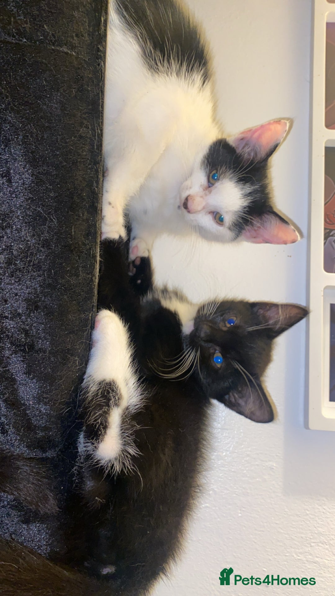 American Shorthair cats for sale: Kittens ready to leave  - Image 4