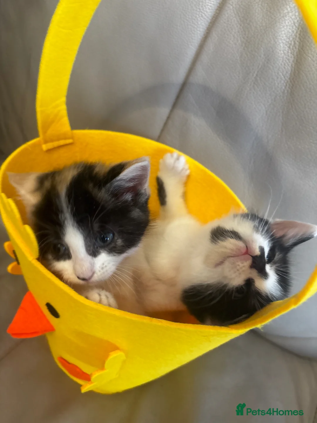 Mixed Breed cats for sale: 2 stunning bengal x mainecoon girls  - Advert 2