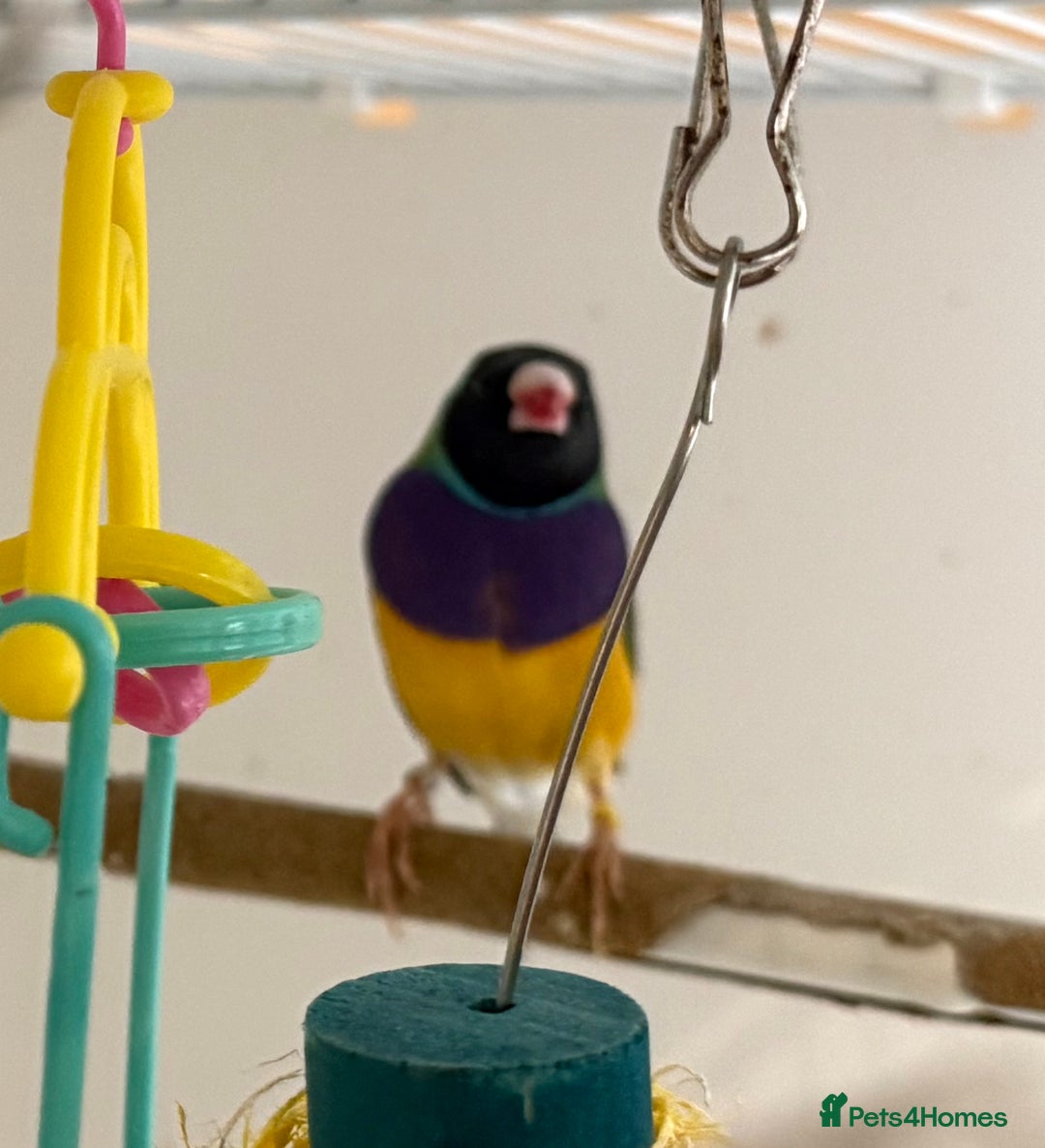 Finches birds for sale: 1 female Java and pair of gouilden  finches  - Image 9