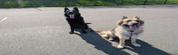 German Shepherd dogs for sale: German shepherd puppies due July - Advert 5