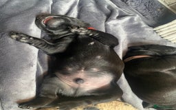 Labrador Retriever dogs for sale: Beautiful Labrador Puppies – 5 Girls & 3 Boys - Image 13