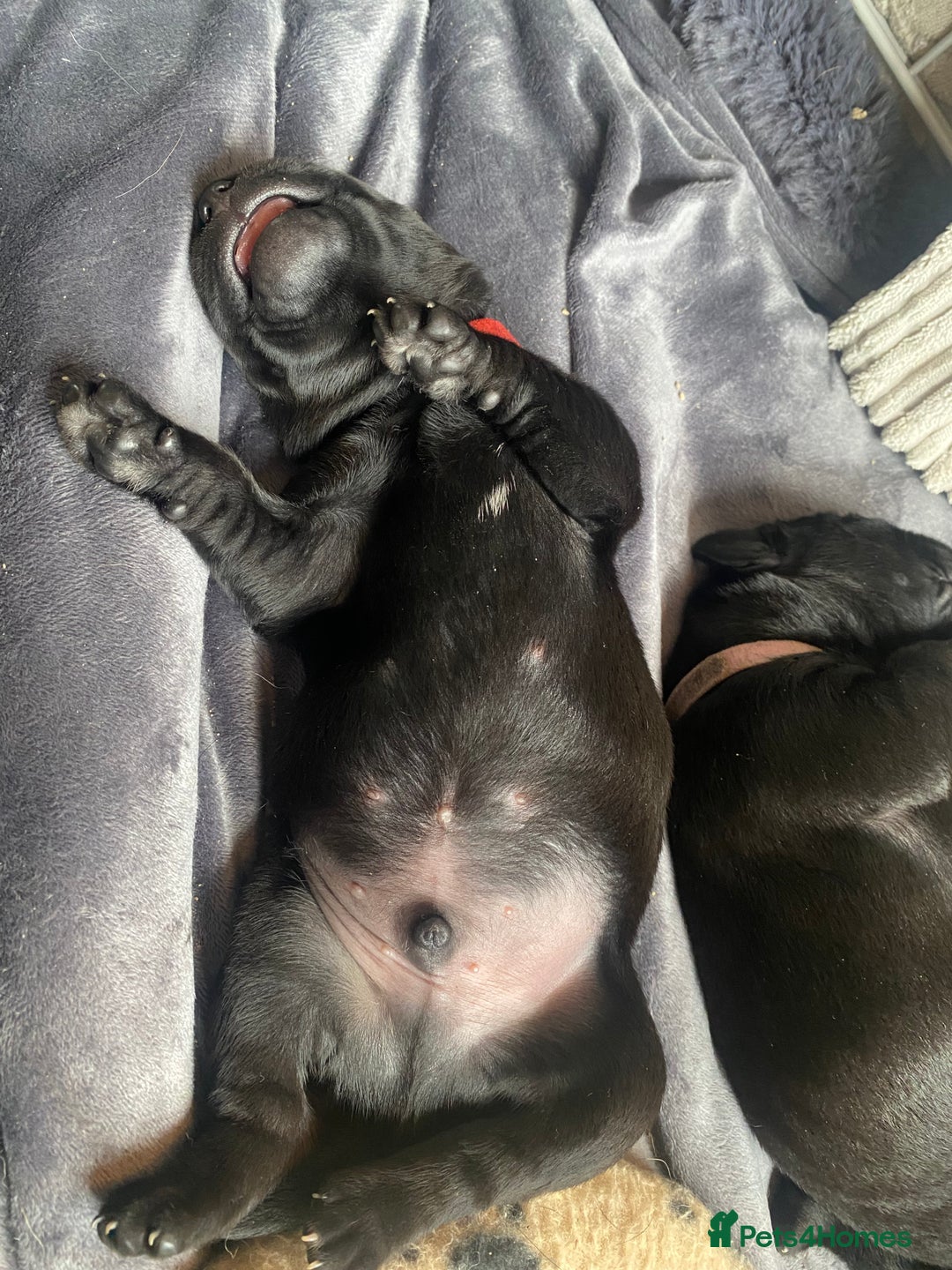 Labrador Retriever dogs for sale: Beautiful Labrador Puppies – 5 Girls & 3 Boys - Image 13