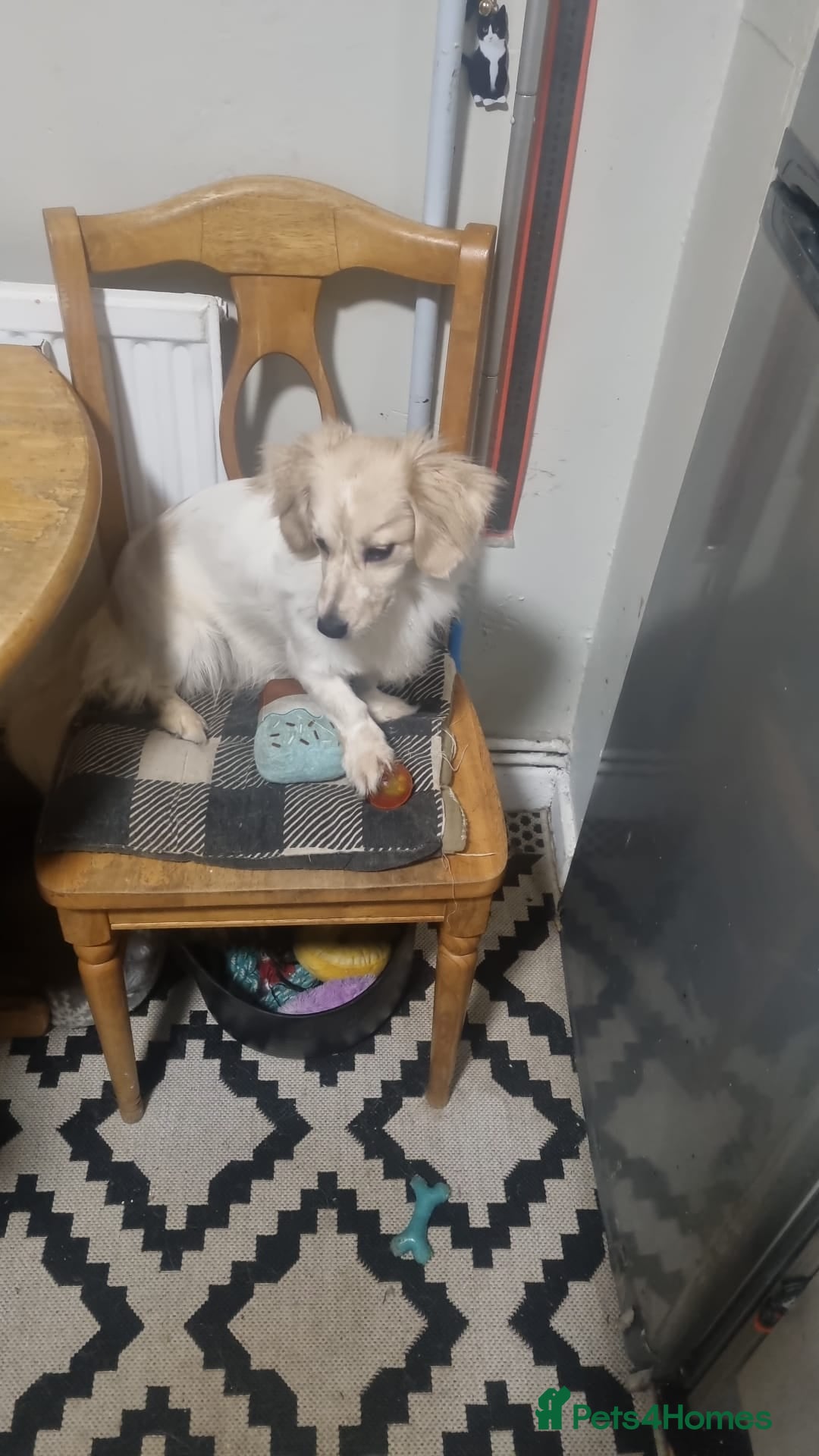 Pomeranian dogs for sale: Pomeranian - Sausage Dog - Advert 1