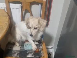 Pomeranian dogs Pomeranian - Sausage Dog - Advert 6