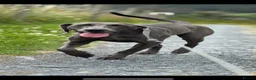 Mixed Breed dogs for sale: Weimaraner x Border collie - Advert 1
