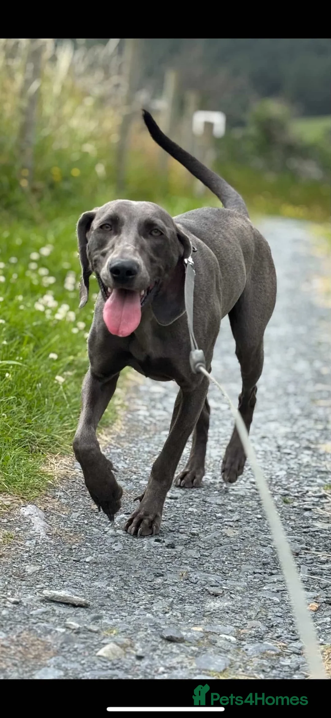 Mixed Breed dogs for sale: Weimaraner x Border collie - Advert 1
