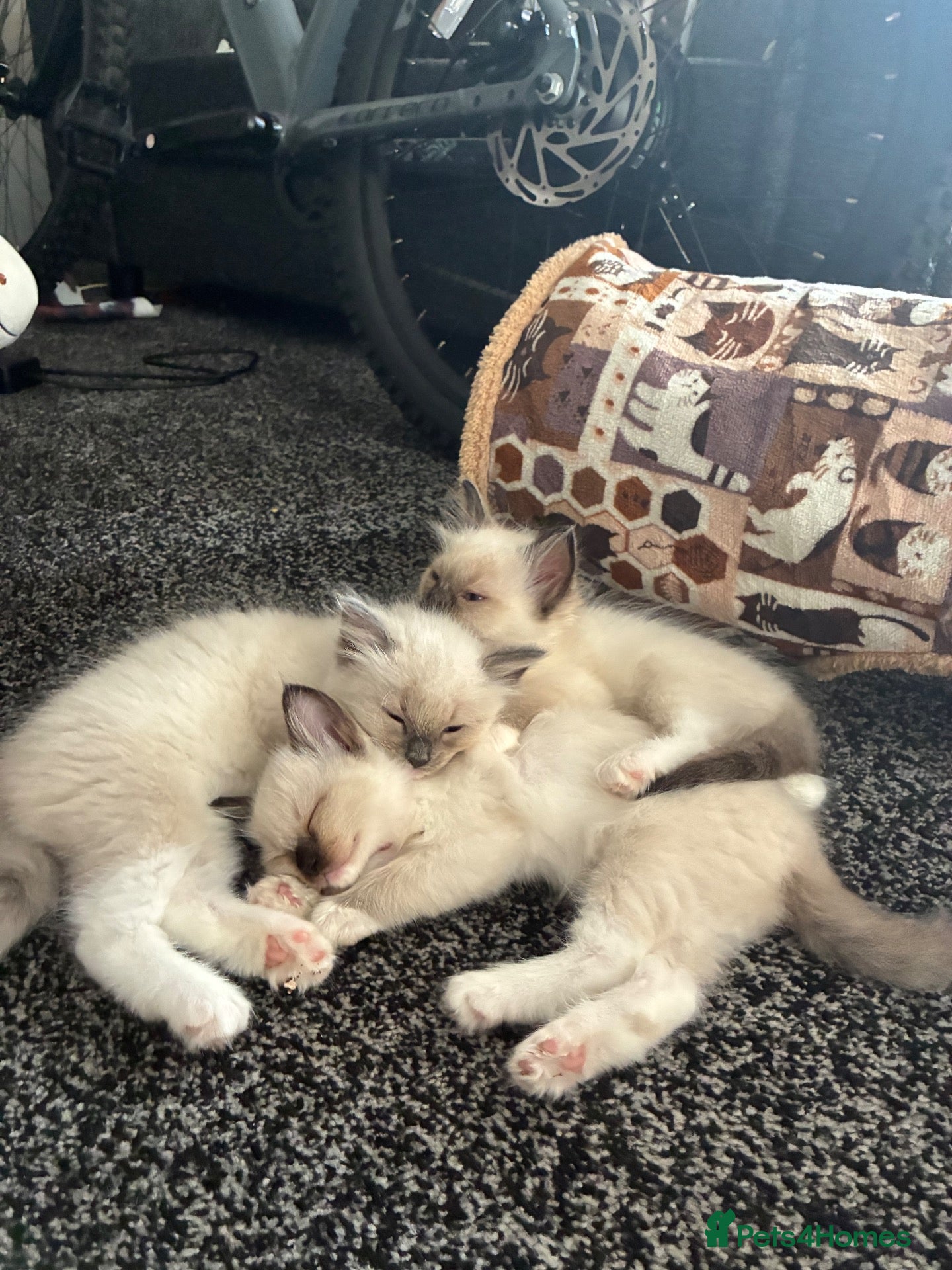 Ragdoll cats 6 cute pure breed Ragdoll kittens 2 boys 4 girls  - Advert 1