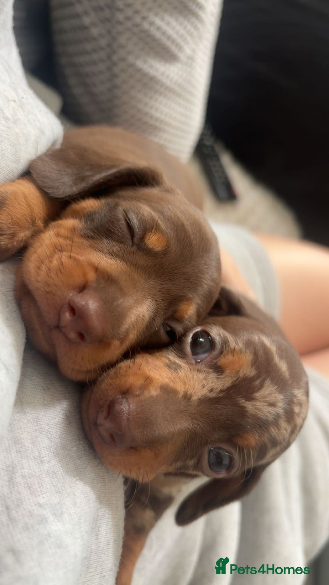 Dachshund dogs for sale: Miniature short hair daschund puppies  - Image 1