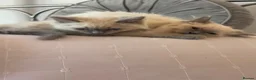 Ragdoll cats for sale: Pure ragdoll kittens  - Advert 10