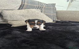 Jack Russell dogs for sale: Jack russel puppy’s  - Image 2