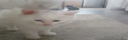 Turkish Angora cats for sale: Adorable fluffy kittens for sale - Advert 6