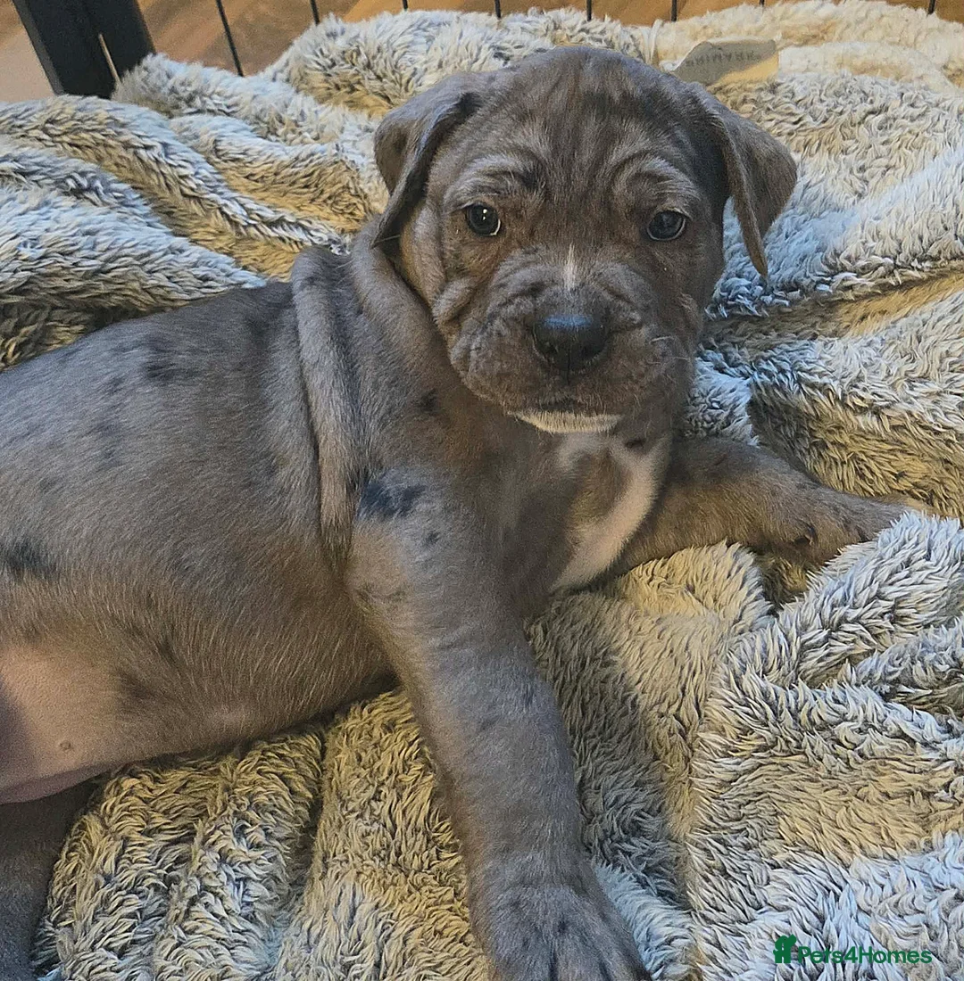 Cane Corso dogs for sale: Merle and brindle cane corso - Advert 17