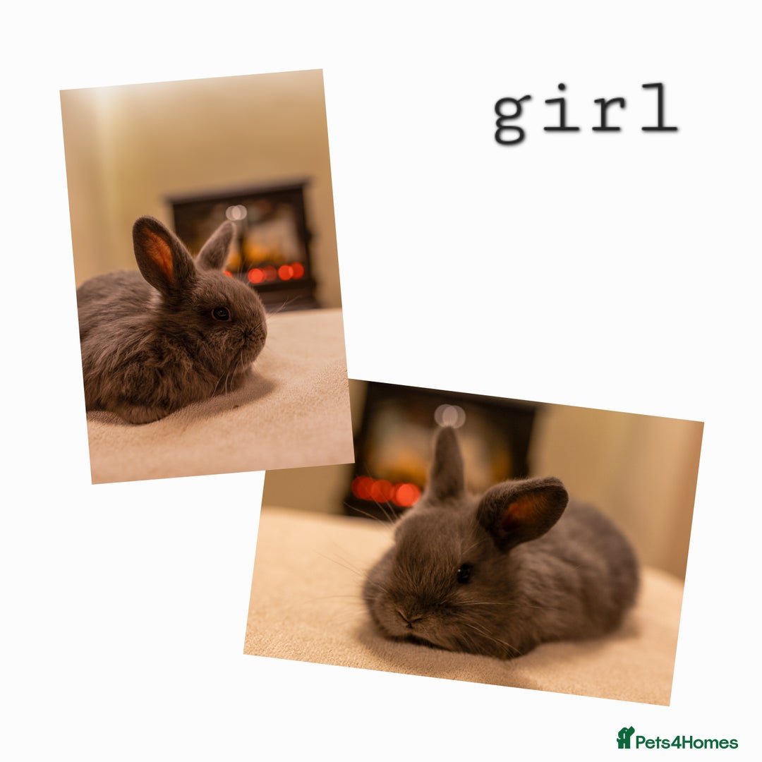 Mini Lop rabbits for sale: Ready soon 💫 Four gorgeous mini lop bunnies - Advert 4