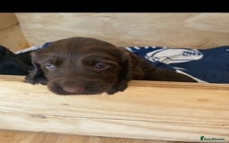 Cocker Spaniel dogs for sale: Beautiful Cocker Spaniel Puppies  - Image 2