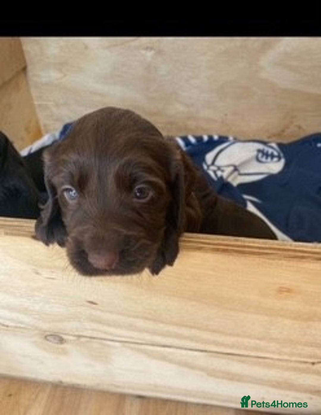 Cocker Spaniel dogs for sale: Beautiful Cocker Spaniel Puppies  - Image 2