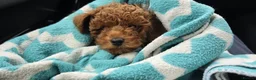 Toy Poodle dogs for sale: 11 week old Toy Poodle  - Advert 4