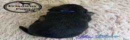 Labrador Retriever dogs for sale: 🖤 Quality RKC Labrador Puppies 🖤 Ready July 🖤 - Advert 7