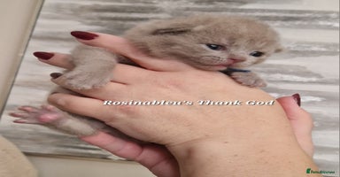 British Shorthair cats - Advert 4