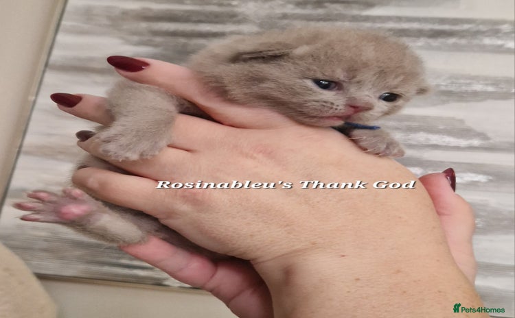 British Shorthair cats  Gccf British shorthair kittens champion lines 🏆 - Advert 11