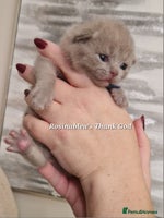 British Shorthair cats - Advert 4