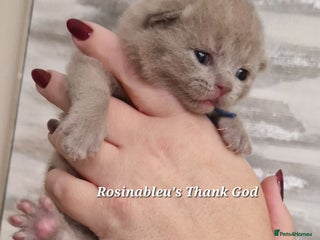 British Shorthair cats Gccf British shorthair kittens champion lines 🏆 - Advert 9