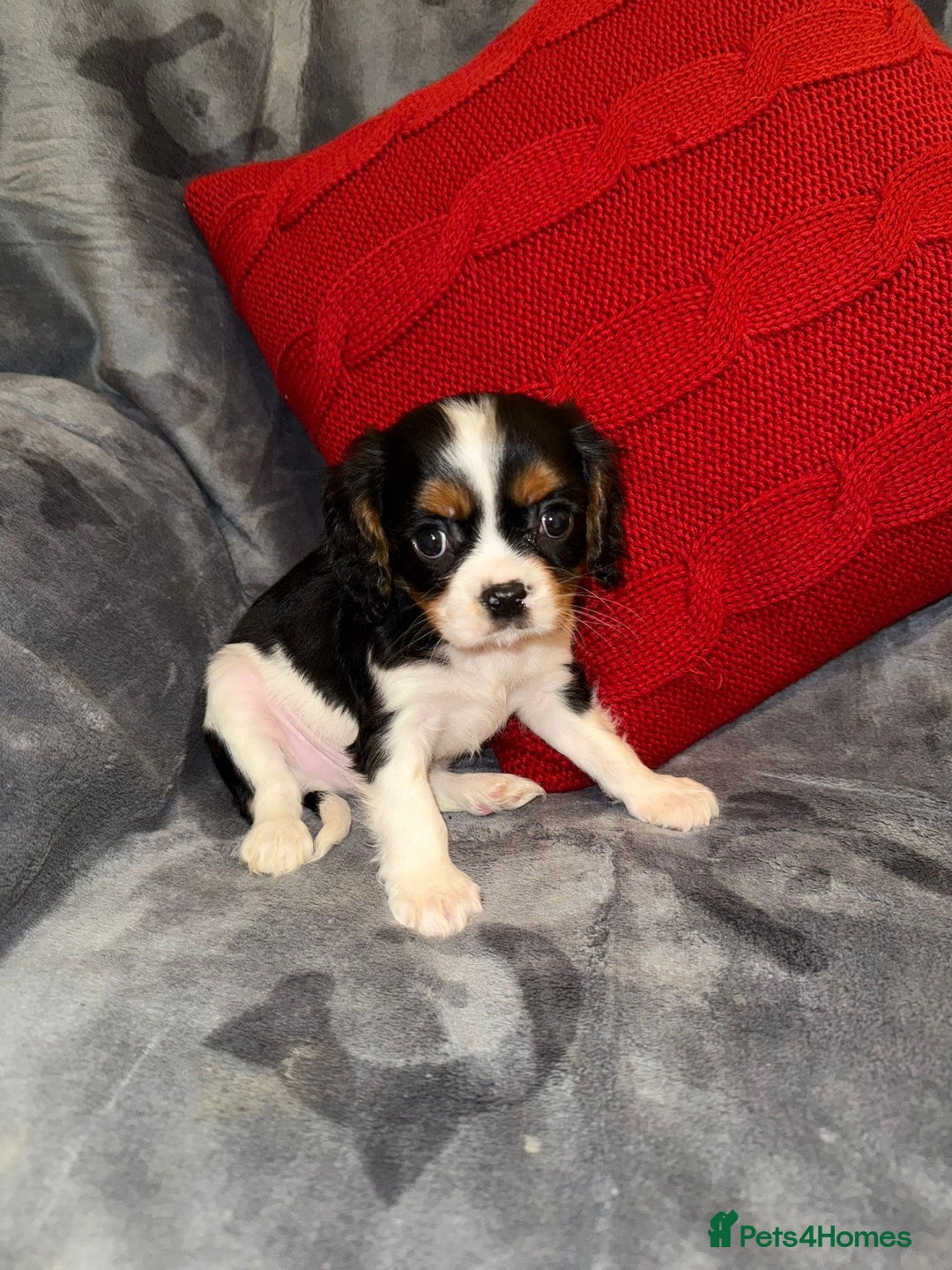 Cavalier King Charles Spaniel dogs for sale: 💙🩵Stunning Tri cavalier Boys 💙🩵 - Advert 4
